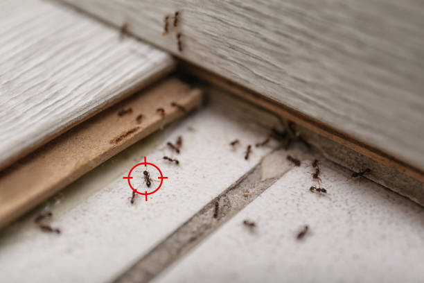 Reliable Fenton, MI Pest Control Solutions